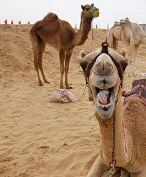 11 giorni/10NTS - TÉHÉRAN-KACHAN-YAZD-CHIRAZ-ISFAHAN 